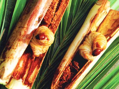 Đuông dừa nướng - đặc sản Nam Bộ