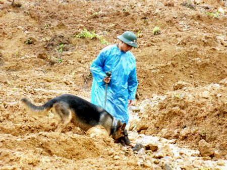 Những vấn đề về huấn luyện chó nghiệp vụ tham gia hoạt động tìm kiếm cứu nạn